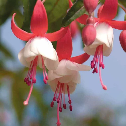 Pour profiter du jardin:Fuchsia Alice Hoffman - Le pot de 9 x 9 cm