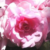 Pour la vie au jardin：Impatiens à fleurs doubles - La suspension 25 cm