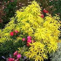 Jardin & idées:Oranger du Mexique Goldfingers (Choisya Ternata). Le pot de 3 litres