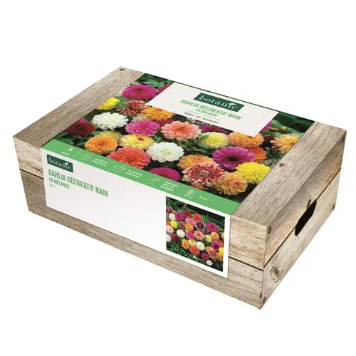 Au service de votre jardin:Cagette de bulbes de fleurs Dahlia décoratif nain en mélange botanic® – 5 bulbes