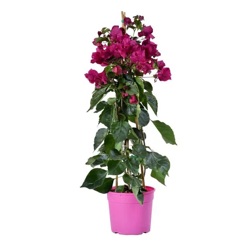 Qualité au jardin：Bougainvillée palissée tipi. Le pot de 3 litres