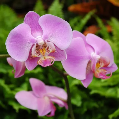 Pour compléter votre espace extérieur:Orchidée Phalaénopsis white world 2 branches blanche. Le pot de Ø 12 cm