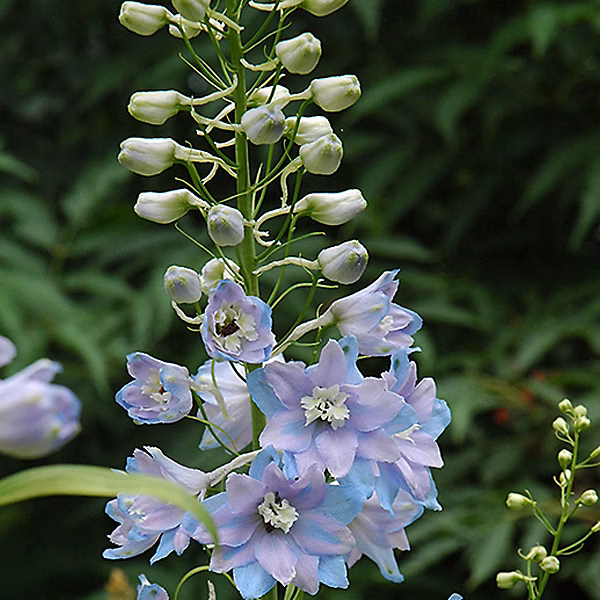 6 x Pied d'Alouette belladone 'Guinevere' – Delphinium 'Guinevere' | godet 9cm x 9cm