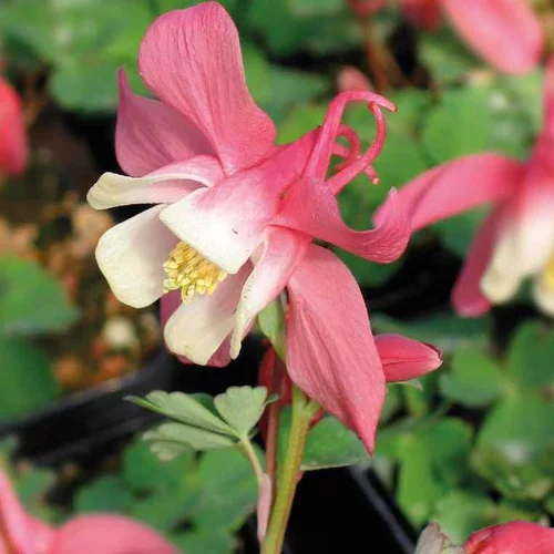 Jardin tout terrain：Ancolie Rose - Le pot de 9 x 9 cm
