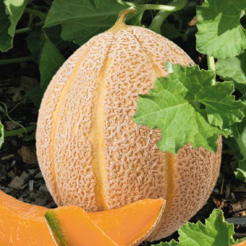 Espace vert pratique：Melon Hales'S Best Jumbo Bio. La barquette de 3 plants
