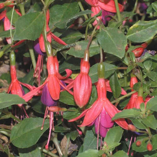 Pour un jardin agréable：Fuchsia tom thumb rose en pot de 2 L