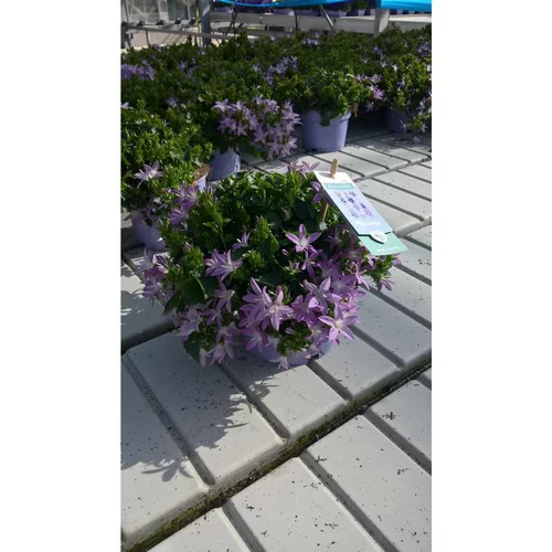 Pour vos jardins：Campanule Addenda - Le pot de 1 litre