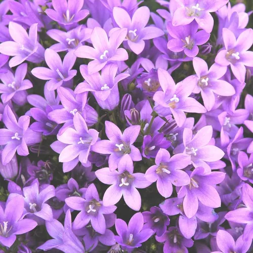 Mieux au jardin:Campanule des murs - Le pot de 2 litres