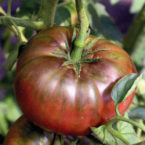 Nature maison:Plant Greffe Tomate Côtelee Noire De Crimee Bio. Le pot de 1 litre