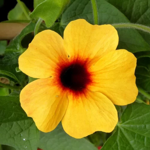 Jardin à équiper:Thunbergia Alata Tippi 70 cm. Le pot de 2,5 litres