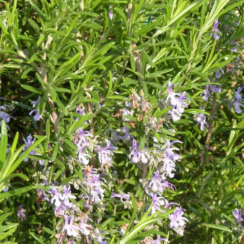 Accessoire pour le jardin：Rosmarinus Officinalis ou Romarin bleu en pot de 3 L