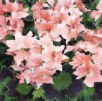 Tendance jardin：Géranium zonale à fleurs étoilées - Le pot de 10,5 cm