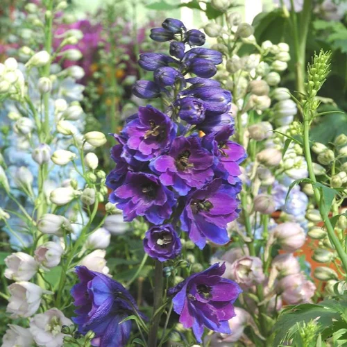 Pensé pour le jardin：Delphinium ou Pied d'alouette à fleurs multicolores - Le pot de 4,5 litres