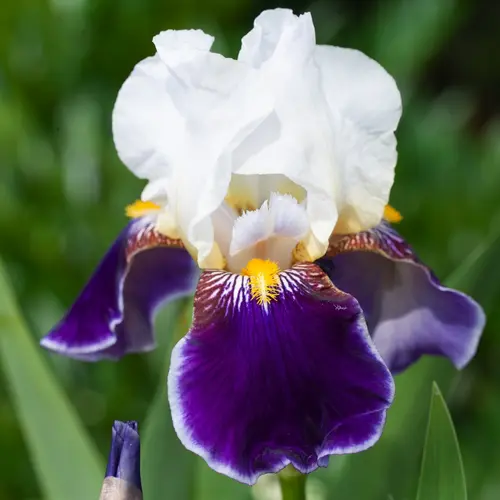 Pour les espaces verts:Iris des jardins ‘Wabash’ - Le pot de 2 litres
