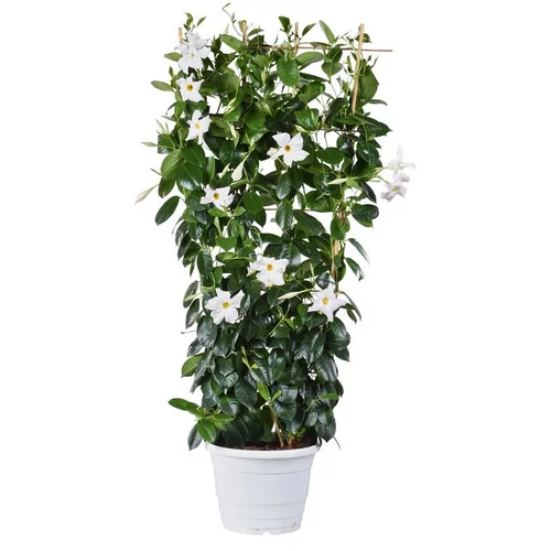 Style au jardin:Dipladénia palissé - Le pot de 8 litres