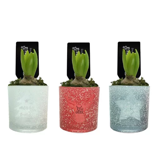 Pour votre extérieur：Jacinthe en pot déco. La composition de 10 cm