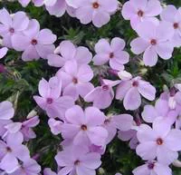 Espace vert moderne：Phlox Pilosa - Le pot de 1 litre