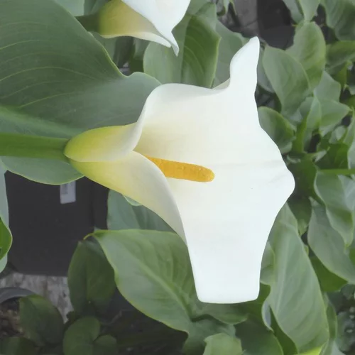 Pour un jardin accueillant:Arum à fleurs blanches - Le pot de 2 litres