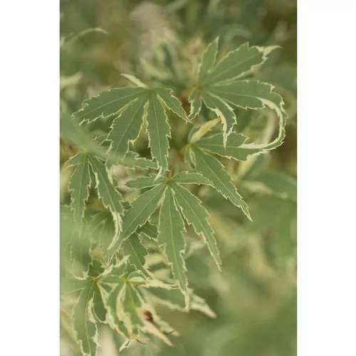 Un choix malin pour le jardin:Erable du Japon (ACER PALMATUM BUTTERFLY ) Le pot de 30 litres
