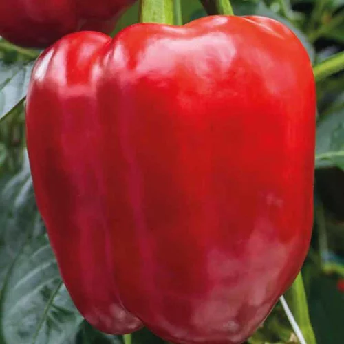 Extérieur équipement：Poivron Rouge Predi Bio. La barquette de 3 plants