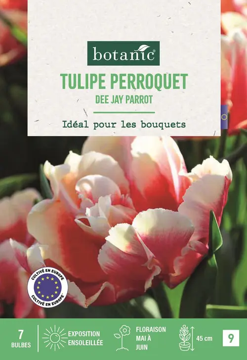 Loisirs au jardin:Bulbes de fleurs Tulipe perroquet Deejay Parrot rouge botanic® - 7 bulbes