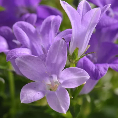 Tendance extérieur:Campanule à fleurs bleues - Le pot de 3,5 litres