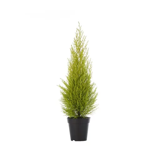 Bien pensé extérieur：Cupressus Gold Crest - Le pot de 10.5 cm
