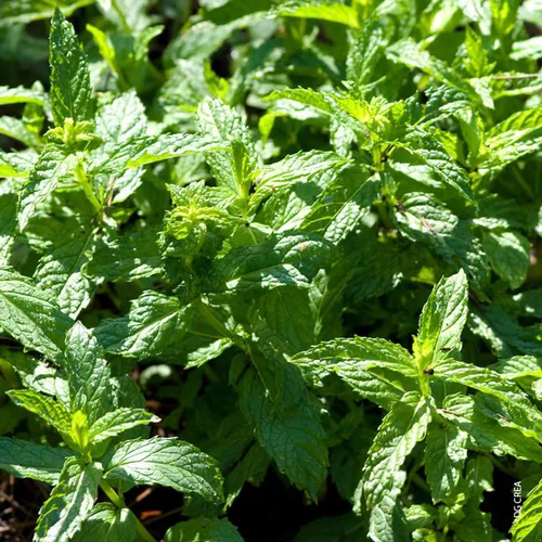 Solution pratique：Menthe Fraise Bio. Le pot de 1 litre