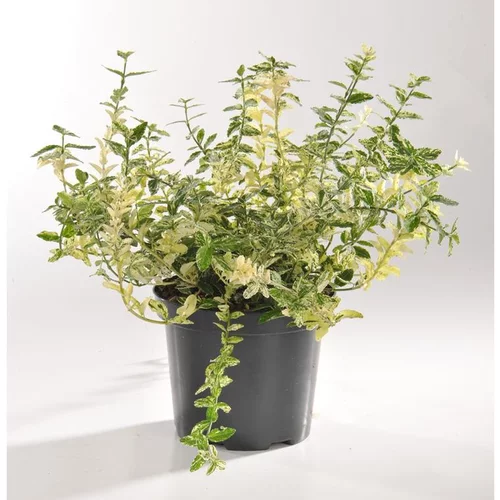Pour mieux organiser votre jardin:Euonymus Fortunei Harlequin (Fusain) en pot de 5 L blanc