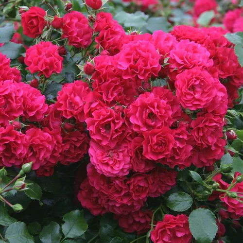 Pour donner du style au jardin:Rosier Rigo Toscana rouge. Le pot de 2 litres