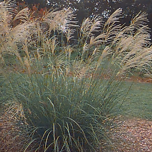 6 x Roseau de Chine 'Silberfeder' – Miscanthus sinensis 'Silberfeder', godet 9cm x 9cm