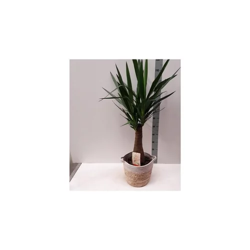 Une idée pour votre jardin：panicum virgatum sangria - Le pot de 4 litres