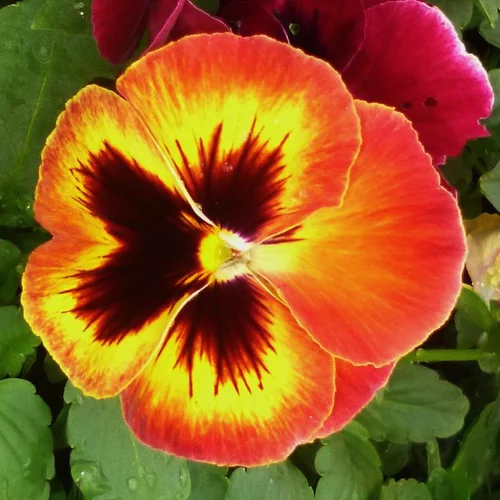 Facile jardin：Pensée ou Viola. Le pot de Ø 10,5 cm
