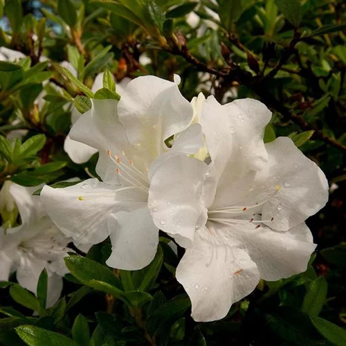 Pour tous vos besoins jardin：Azalée (Azalea) Encore Ivory blanche. Le pot de 4 litres
