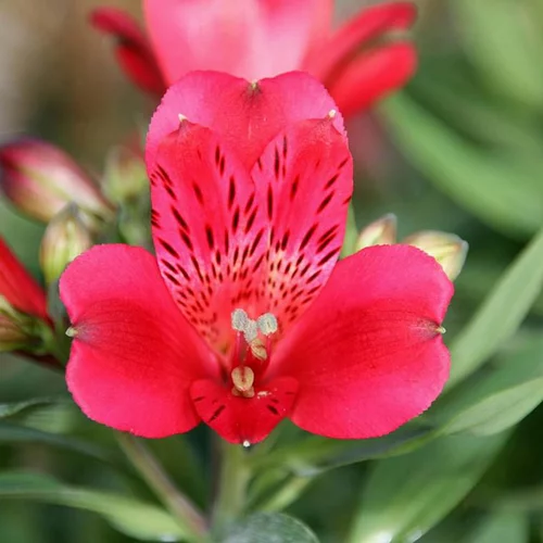 Qualité extérieur：Alstroemère de Jardin 'Léonie' - Le pot de 2 litres
