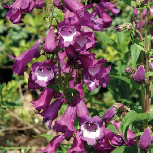 Pour profiter du jardin：Penstemon violet Gorge blanche - Le pot de 9 x 9 cm