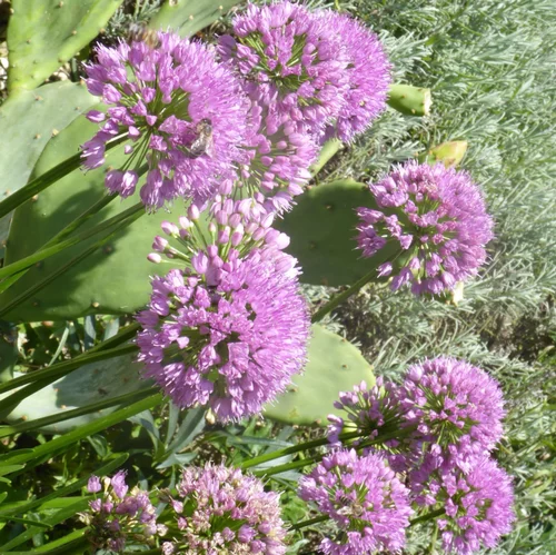 Pour vos projets：Allium X Millenium (Violet). Le pot de 2 litres