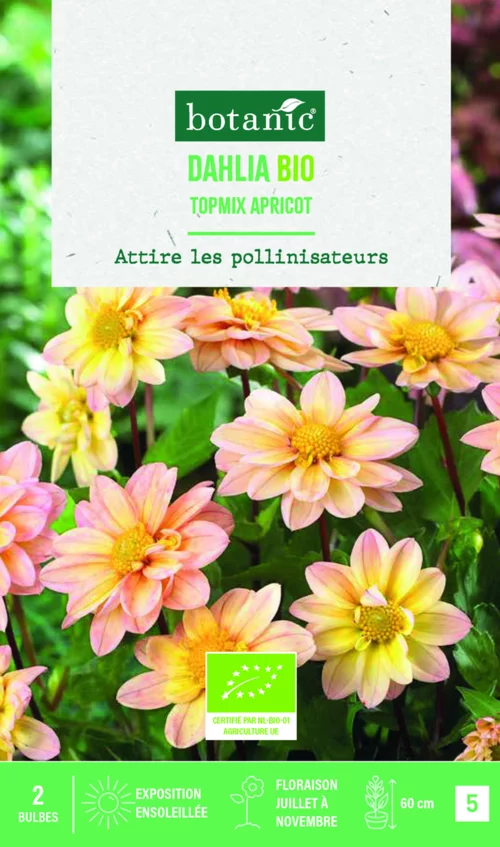 Pour votre projet：Bulbes de fleurs Dahlia Topmix Abricot bio botanic® - 2 bulbes