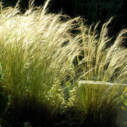 Essentiel extérieur：Stipa cheveux d'anges - Le pot de 1 litre