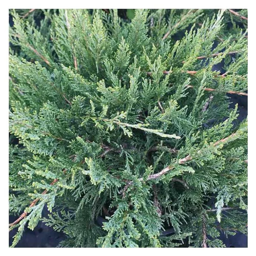 Choix pour le jardin：Genévrier sabina – Pot de 2L