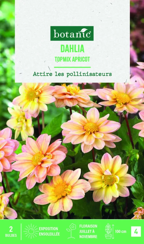 Esprit végétal:Bulbes de fleurs Dahlia Topmix Apricot botanic® - 2 bulbes