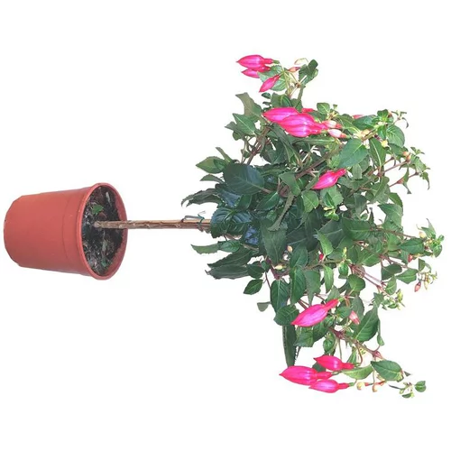 Conçu pour le jardin：Fuchsia tige à fleurs multicolores - Le pot de 3 litres