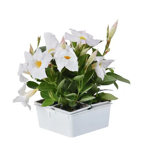 Parfait au jardin：Dipladénia buisson multicolore. La barquette de 4 plants