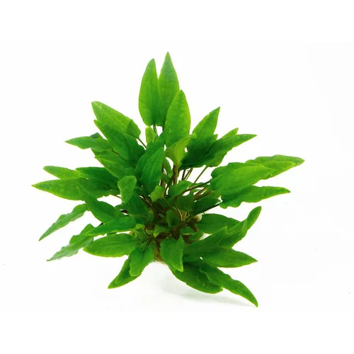 Nature utile:Plante aquatique en pot Cryptocoryne beckettii Petchii