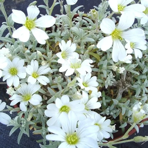 Un choix malin pour le jardin：Céraiste tomenteux (Oreille de souris ou Corbeille d'Argent de Crimée) à fleurs blanches - Le pot de 1 litre