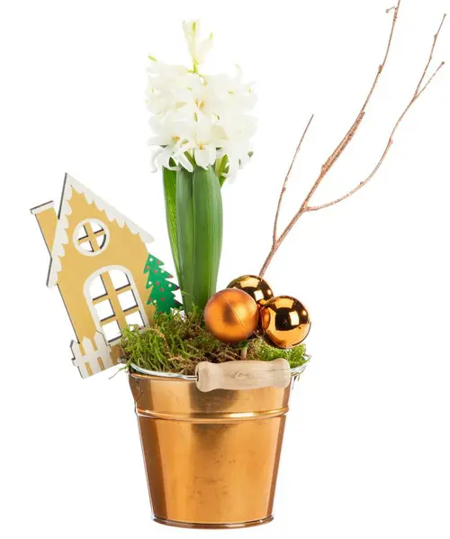 Style au jardin：Jacinthe composition hiver pot cuivré - Ø 9,5 cm