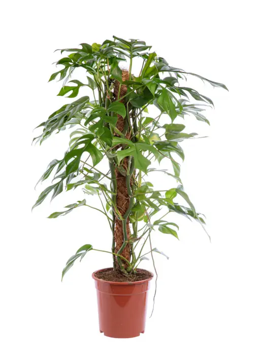 Jardin expert：Monstera minima vert. Le pot Ø 12 cm