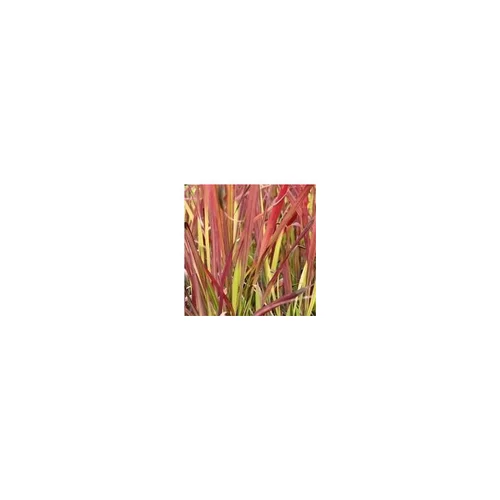 Pour vos besoins au jardin：Impérata Cylindrica Red Baron - Le pot de 4 litres