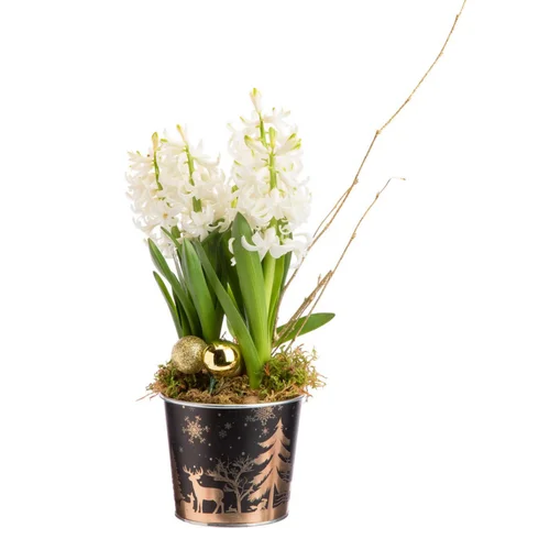 Qualité au jardin：Composition de 3 jacinthes en pot zinc décor sapin or