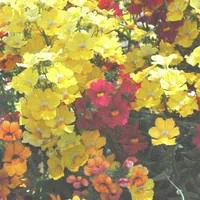 Solution au jardin：Némésia Sunsatia - Le pot de 1 litre
